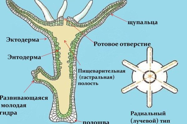 Kraken зеркало даркнет